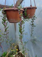 Othonna Rubra Capensis-Yakut kolyesi-Askılı Saksıda