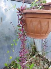 Othonna Rubra Capensis-Yakut kolyesi-Askılı Saksıda