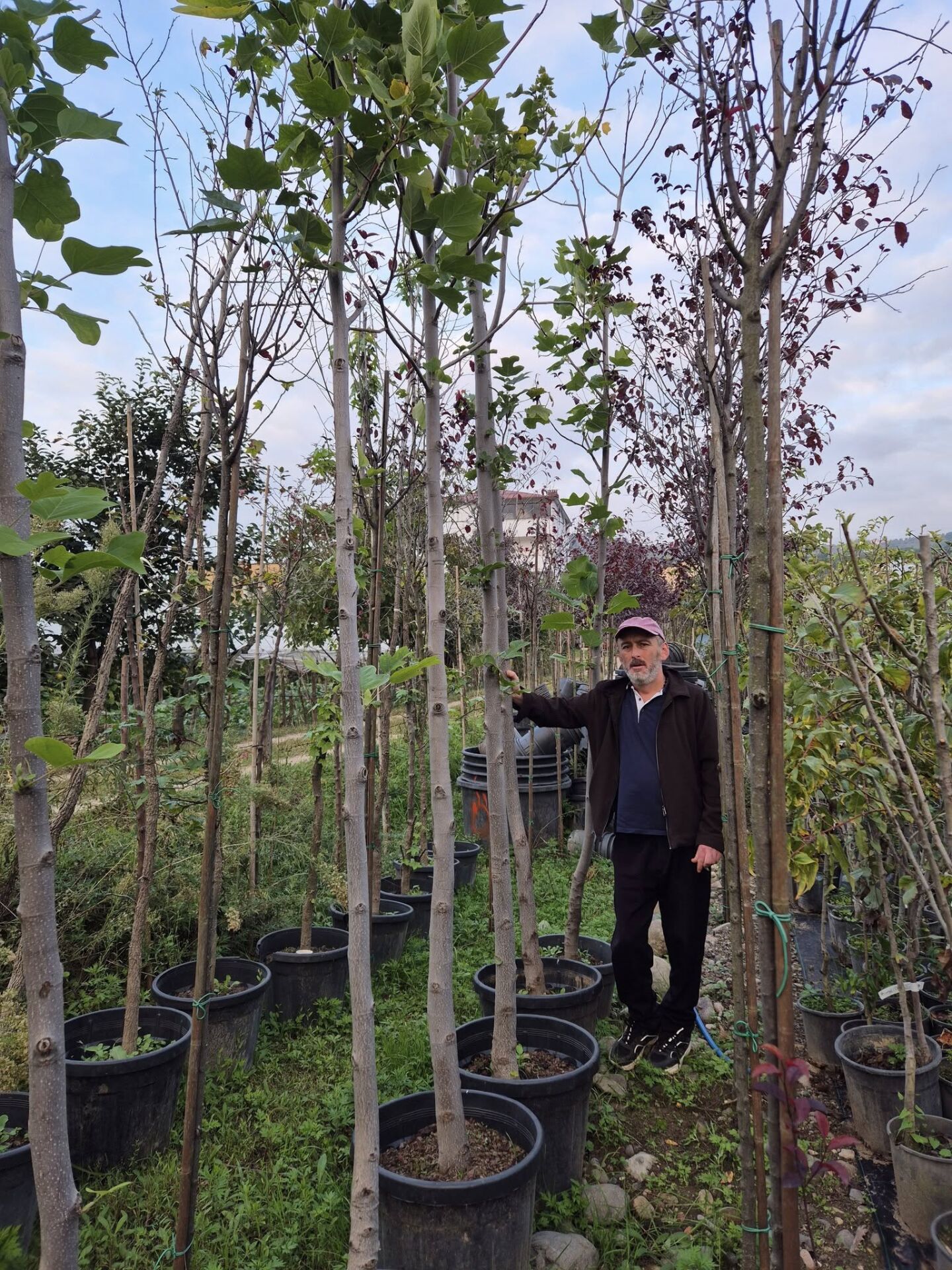 Lale Ağacı Fidanı Boy 300 cm-Gövde 18-24 cm