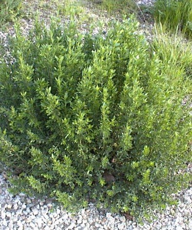 Baccharis pilularis (Çakal Fırçası) Fidanı 100-130 cm