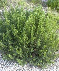 Baccharis pilularis (Çakal Fırçası) Fidanı 100-130 cm