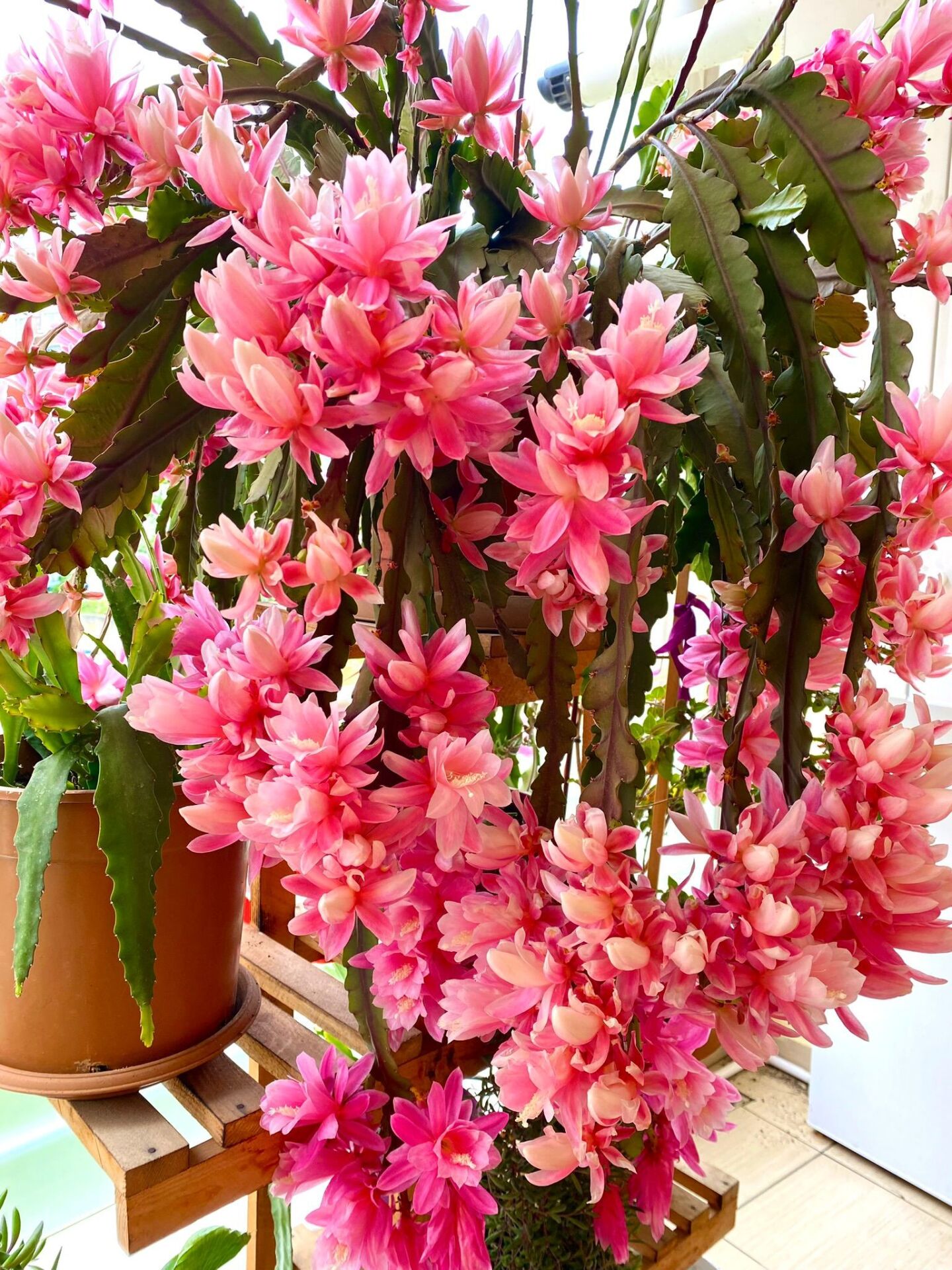 Anaç Atlas Çiçeği Epiphyllum Selenicereus Anthonyanus