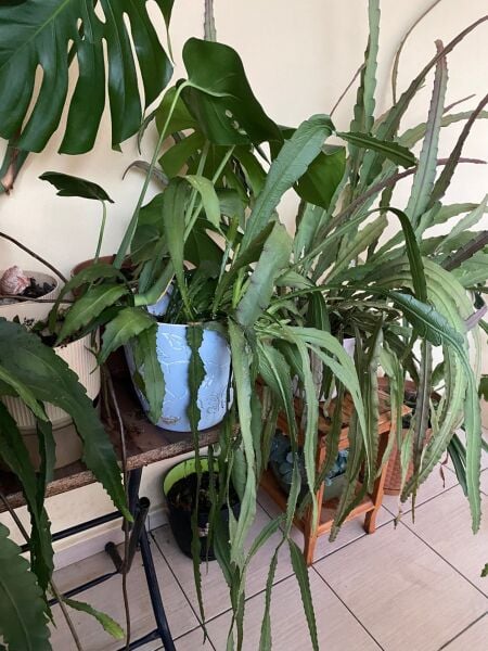 Anaç Atlas Çiçeği Epiphyllum Selenicereus Anthonyanus