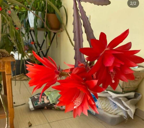 Atlas Çiçeği Epiphyllum Selenicereus Anthonyanus 10 cm