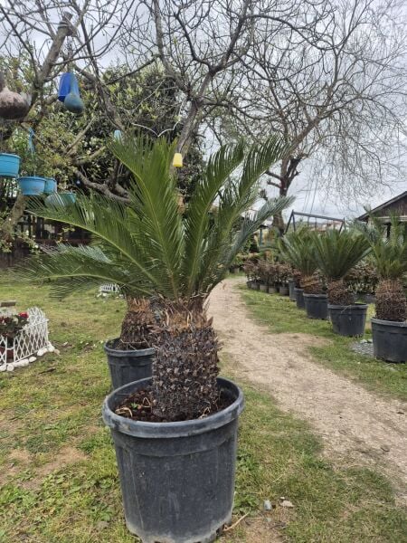 Sikas-Salon Palmiyesi-Cycas Revoluta 100-120 cm Yaprak Boyu