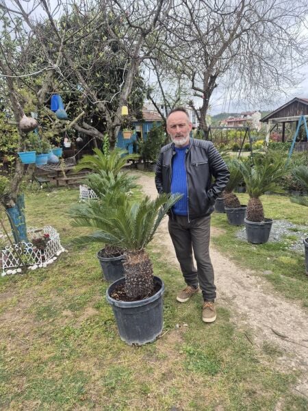Sikas-Salon Palmiyesi-Cycas Revoluta 100-120 cm Yaprak Boyu