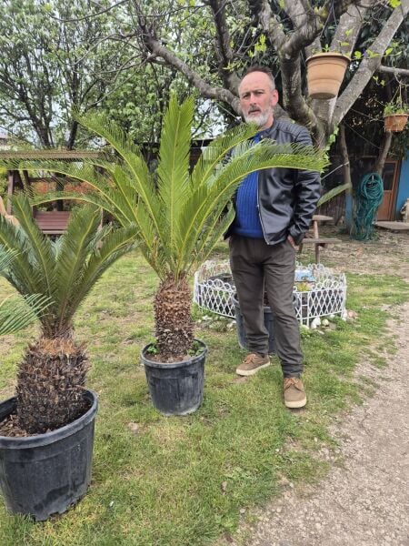 Sikas-Salon Palmiyesi-Cycas Revoluta 100-120 cm Yaprak Boyu