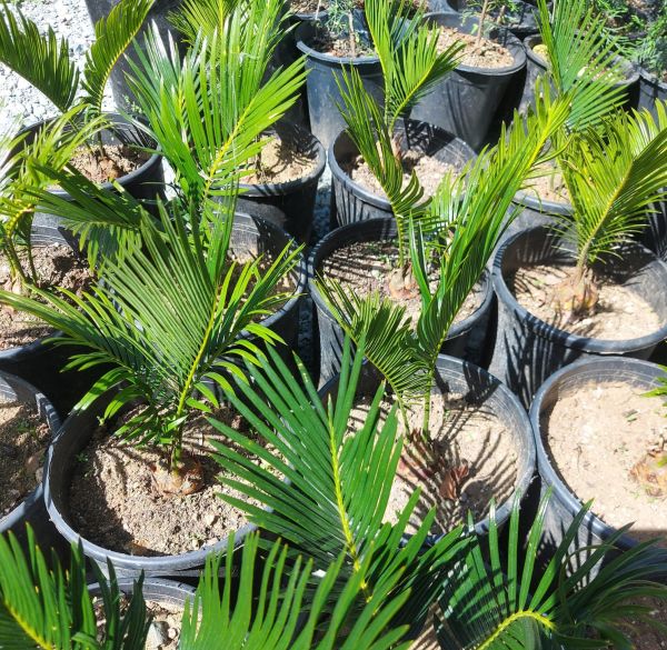 Sikas-Salon Palmiyesi-Cycas Revoluta 40 cm Yaprak Boyu