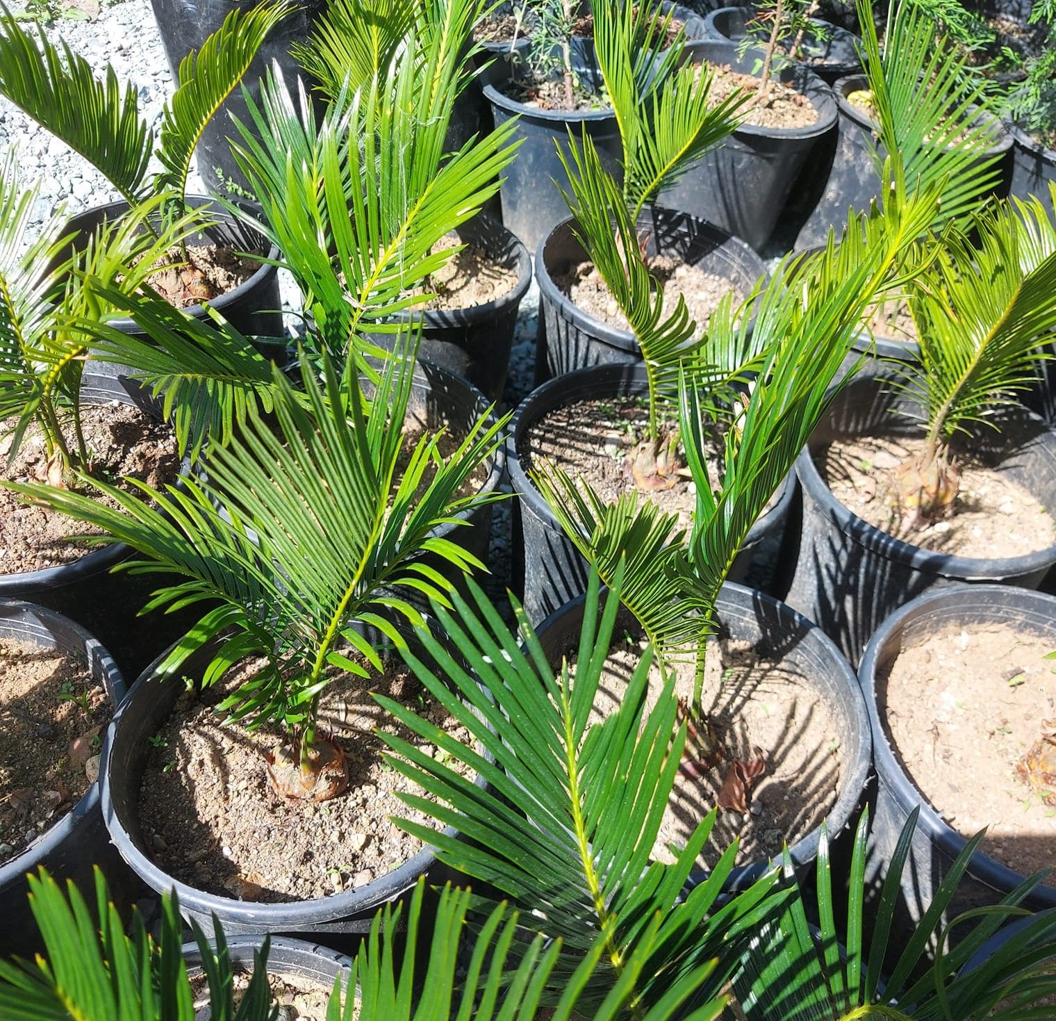 Sikas-Salon Palmiyesi-Cycas Revoluta 40 cm Yaprak Boyu