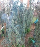 Mavi Atlas Sediri Sarkık Cedrus Atlantica Glauca Pendula 170-200 cm