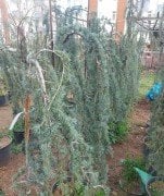 Mavi Atlas Sediri Sarkık Cedrus Atlantica Glauca Pendula 170-200 cm