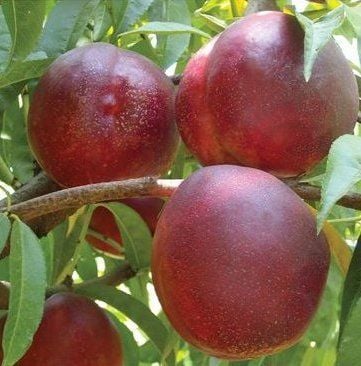 Nektarin Fidanı 7 Yaş-200-230 cm Saksılı-Gövde Çevresi 12-16 cm
