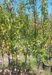 Nektarin Fidanı 7 Yaş-200-230 cm Saksılı-Gövde Çevresi 12-16 cm