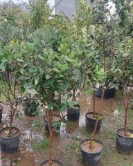 Feijoa (Kaymak Ağacı) Boy 170-200 cm-6-7 Yaş