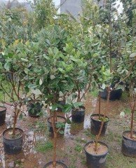 Feijoa (Kaymak Ağacı) Boy 170-200 cm-6-7 Yaş