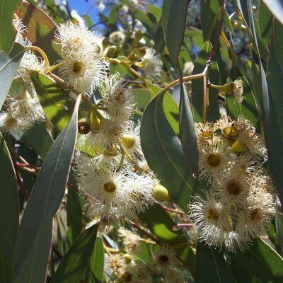 Eucalyptus Ökaliptus Okaliptus Mentol Ağacı Fidanı 100 cm