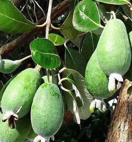 Feijoa (Kaymak Ağacı) Boy 170-200 cm-6-7 Yaş
