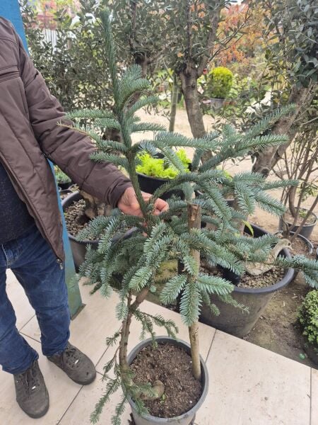 Abies Procera-Kızıl Göknar-Amerikan Göknarı Fidanı Aşılı 120 cm