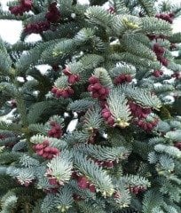 Abies Procera-Kızıl Göknar-Amerikan Göknarı Fidanı Aşılı 120 cm