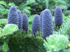 Kore Göknarı Ağacı Fidanı Aşılı Abies Koreana Silberlocke 100 cm