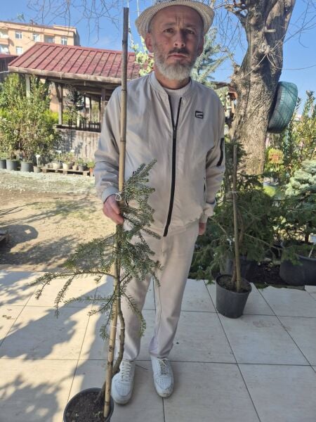 Kore Göknarı Ağacı Fidanı Aşılı Abies Koreana Silberlocke 100 cm