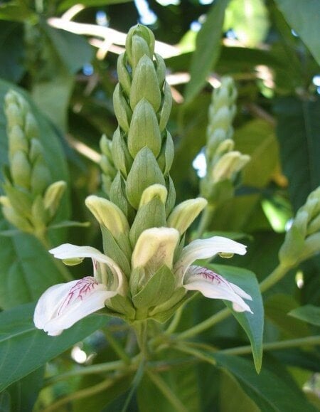 Justicia Adhatoda (Malabar Fındığı) Fidanı 120 cm