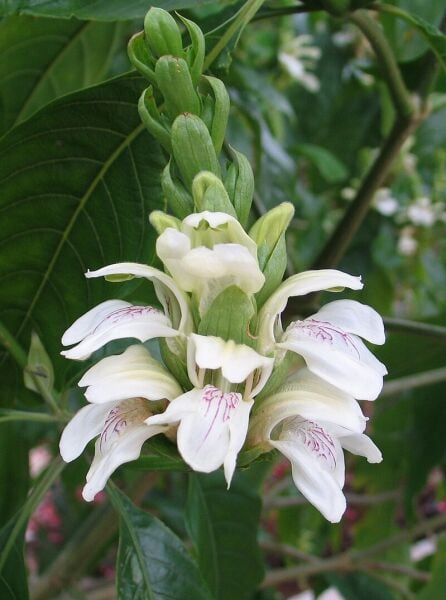 Justicia Adhatoda (Malabar Fındığı) Fidanı 120 cm