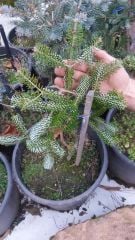 Kore Göknarı Ağacı Fidanı Aşılı Abies Koreana Silberlocke 30 cm