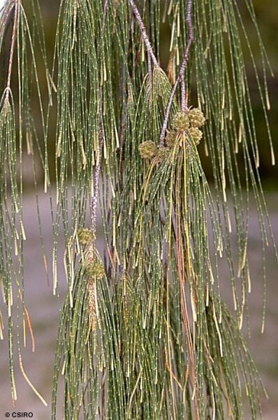Casuarina Equisetifolia Avustralya Çamı Demir Ağacı 100-120 cm