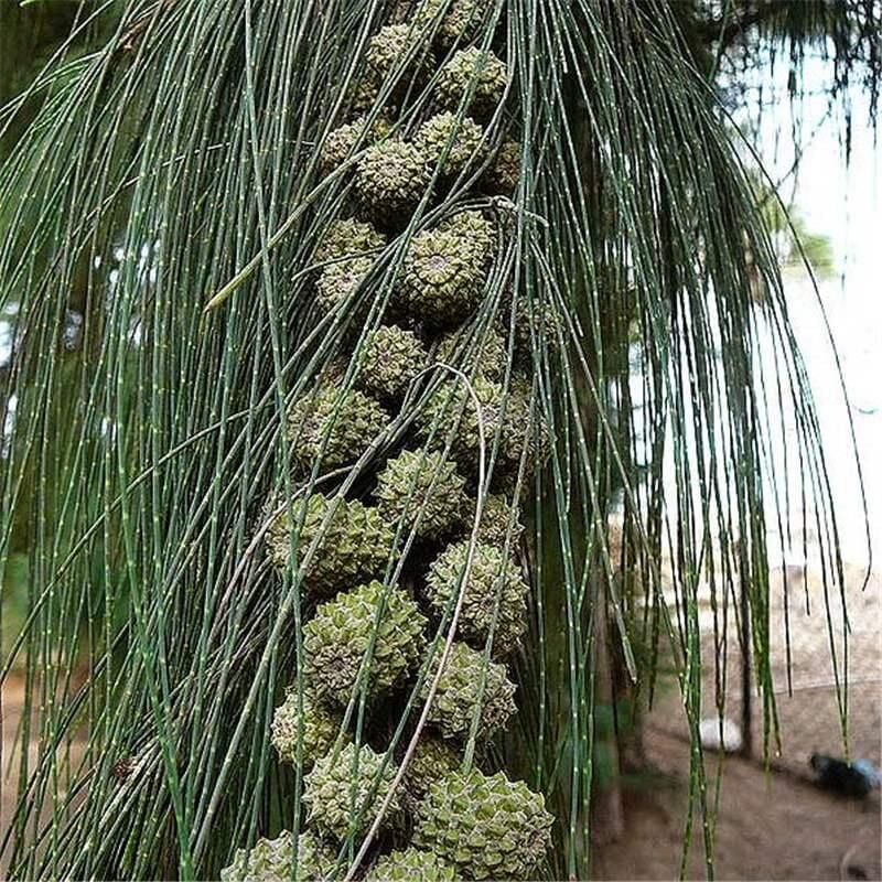 Casuarina Equisetifolia Avustralya Çamı Demir Ağacı 100-120 cm