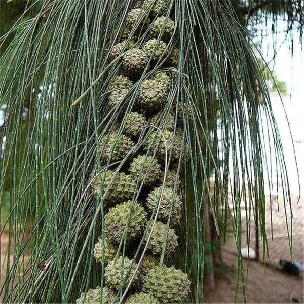 Casuarina Equisetifolia Avustralya Çamı Demir Ağacı 80-120 cm
