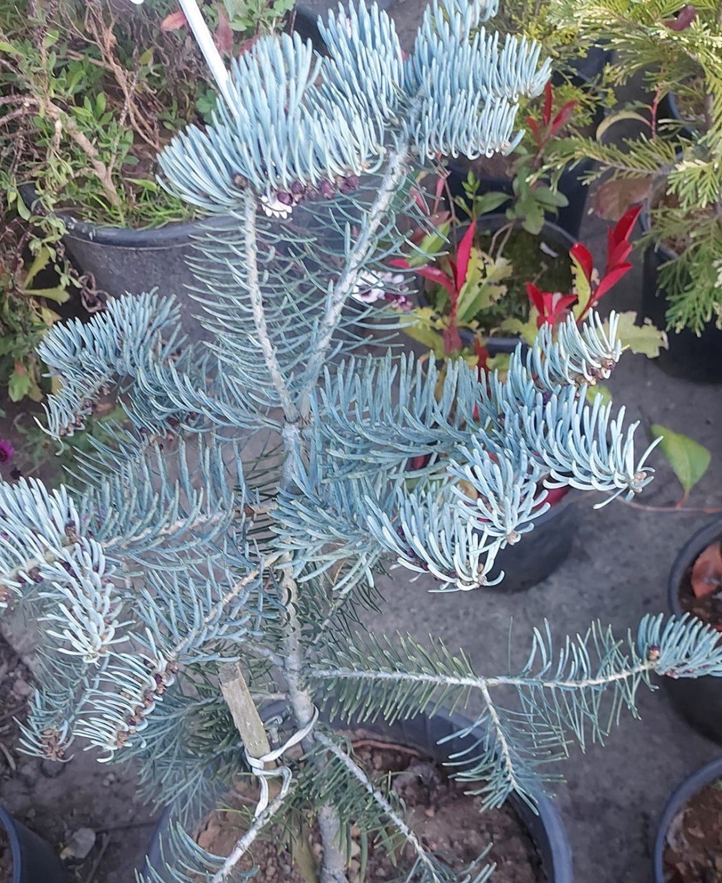 Gümüşi Göknar Ağacı Fidanı Aşılı Abies Abies concolor Candicans- Boy 80 cm