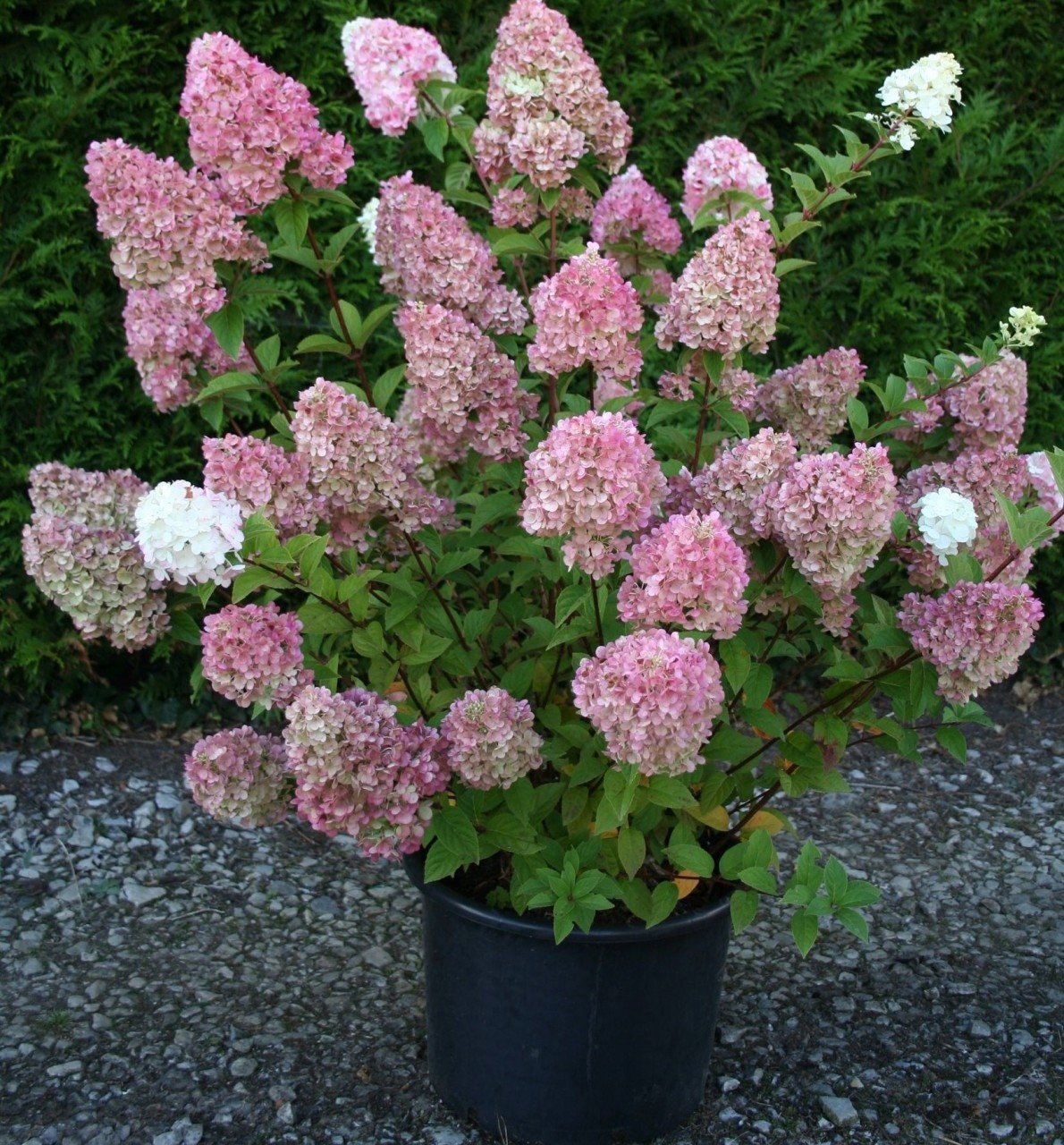 Hydrangea paniculata Sundae Fraise Rensun, Bodur Vanilya Ortanca fidanı