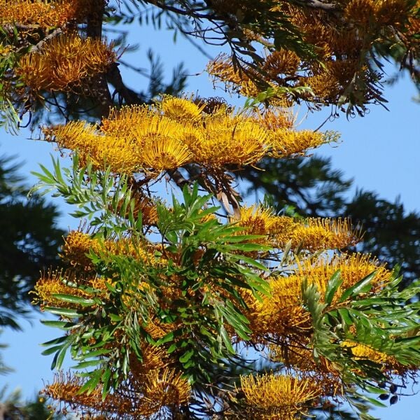 Grevillea Robusta-İpek Ağacı -140-180 cm