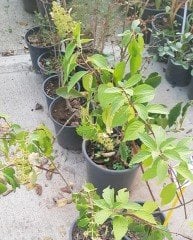 Hydrangea paniculata Sundae Fraise Rensun, Bodur Vanilya Ortanca fidanı
