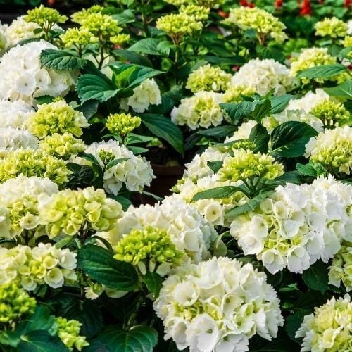 İthal Beyaz Ortanca Anaç Fidan 100 cm