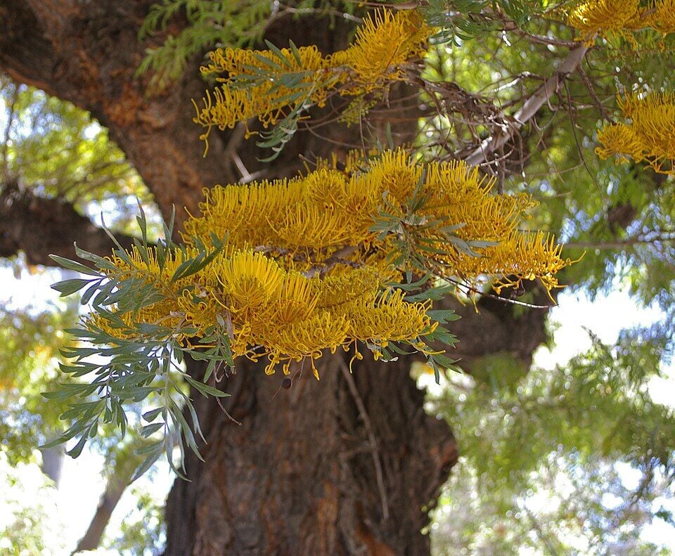 Grevillea Robusta-İpek Ağacı -140-180 cm