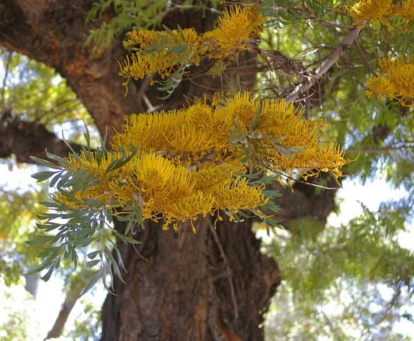 Grevillea Robusta-İpek Ağacı -140-180 cm