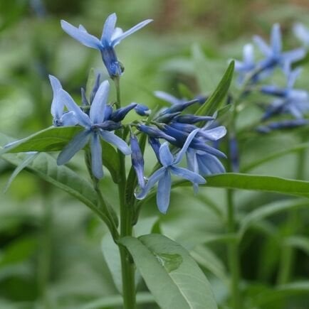 Amsonia Elliptica / Mavi Yıldız Fidanı