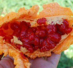 Kudret Narı Fidesi