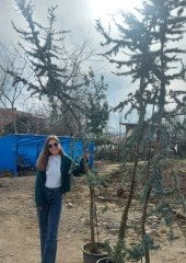 Mavi Atlas Sediri Atlantik Sediri İthal Cedrus Atlantica Glauca 350-400 Cm