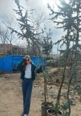 Mavi Atlas Sediri Atlantik Sediri İthal Cedrus Atlantica Glauca 350-400 Cm