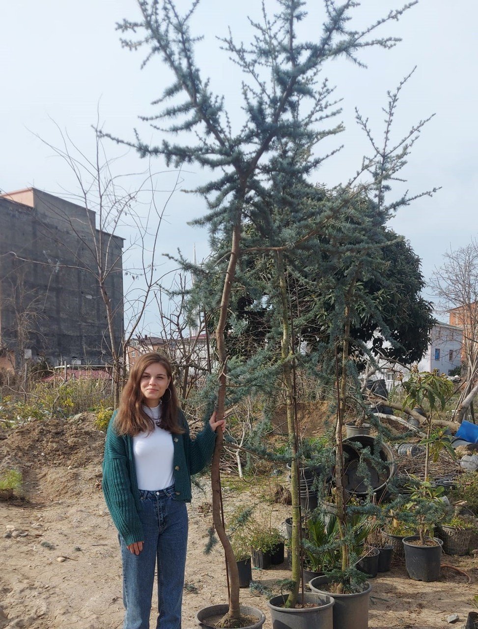 Mavi Atlas Sediri Atlantik Sediri İthal Cedrus Atlantica Glauca 350-400 Cm