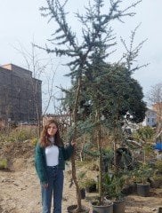 Mavi Atlas Sediri Atlantik Sediri İthal Cedrus Atlantica Glauca 350-400 Cm