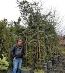 Mavi Atlas Sediri Atlantik Sediri İthal Cedrus Atlantica Glauca 350-400 Cm