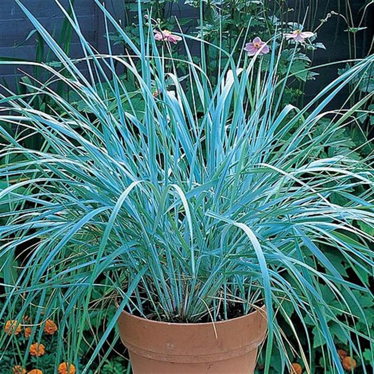 Leymus Arenarius Blue Dune Tuzçavdarı Fidanı 80-100 cm