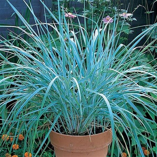 Leymus Arenarius Blue Dune Tuzçavdarı Fidanı 80-100 cm