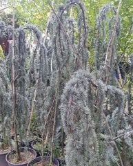 Mavi Atlas Sediri Sarkık Cedrus Atlantica Glauca Pendula 250 cm