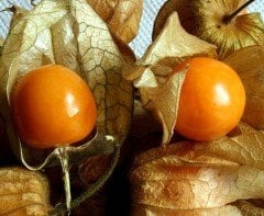 Altın Çilek Fidesi-Meyve veren Anaç Fidan
