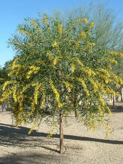 (Acacia Saligna-Sülün Akasya-Kıbrıs Akasyası 70-100 cm
